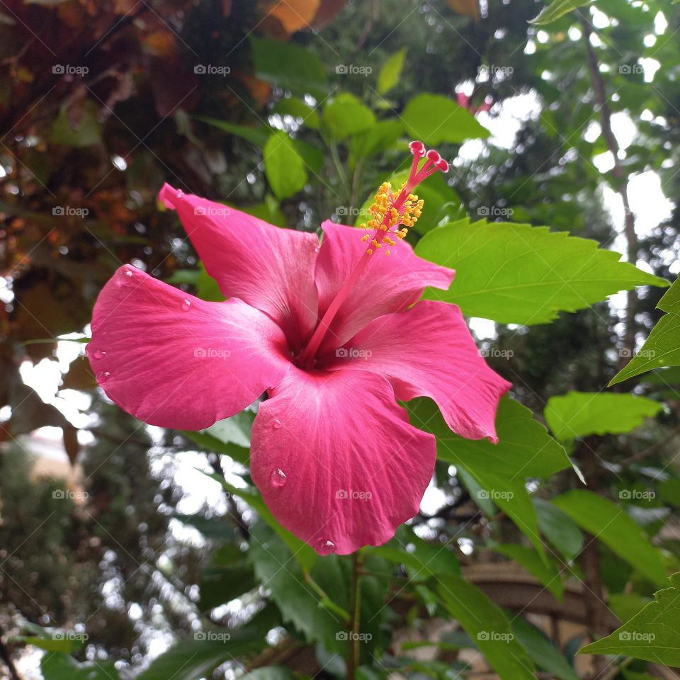 Beautiful blooming Hibiscus rosa-sinensis flower