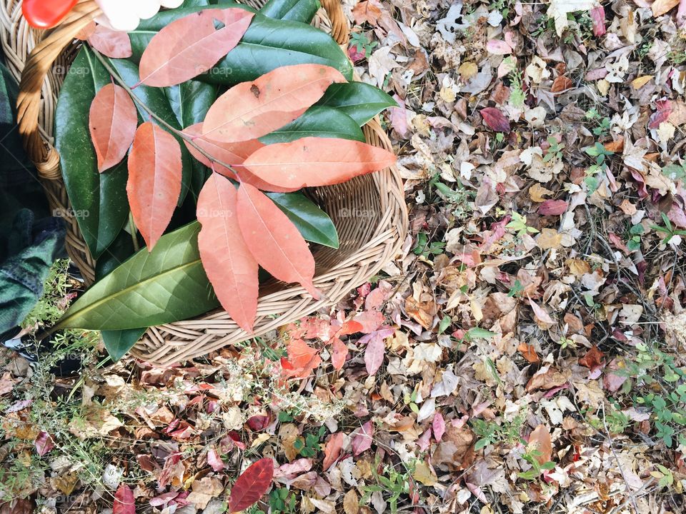 leaves 