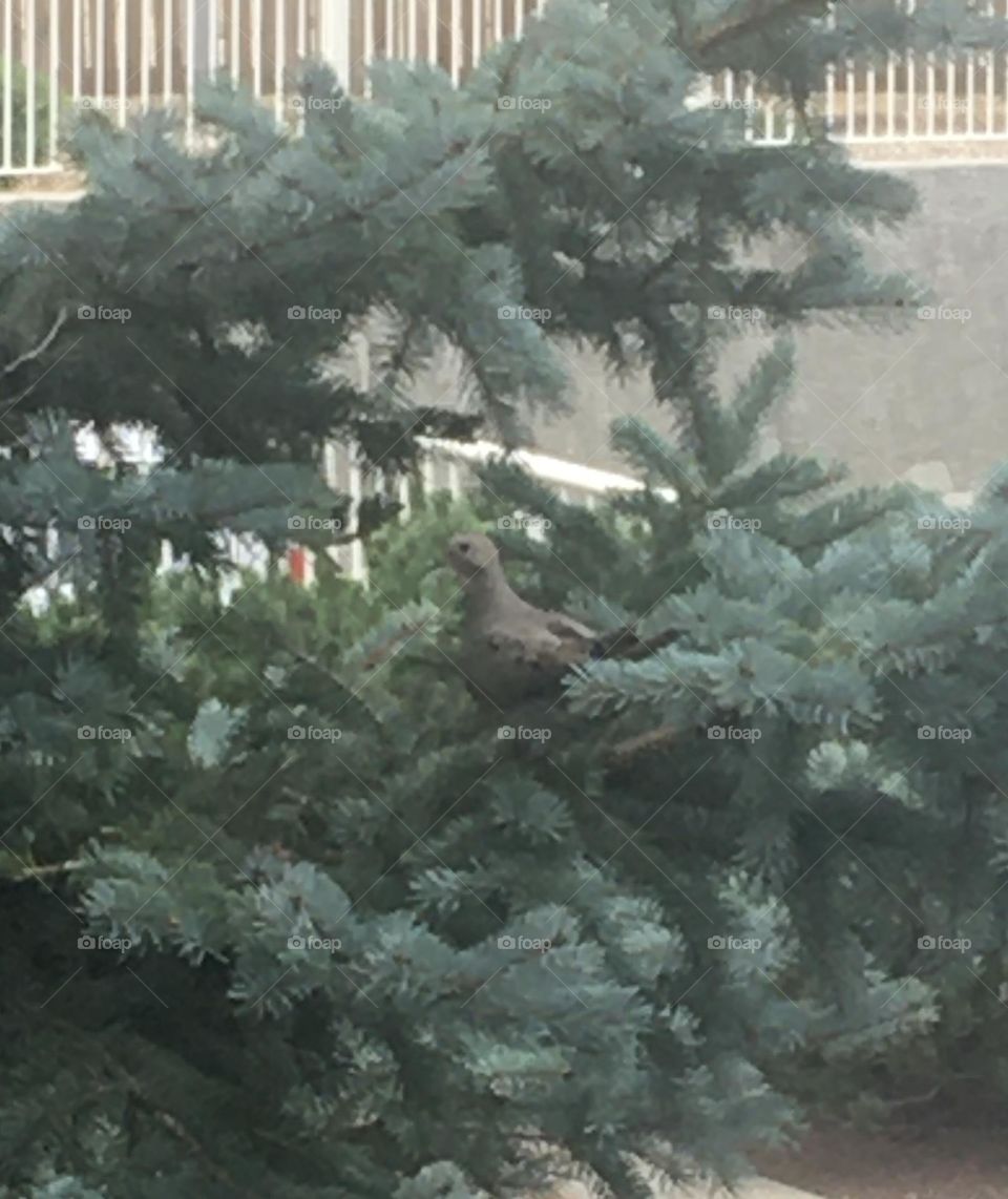 My love dove in a tree by my deck, comes to me a couple times a year, it brings me comfort and joy