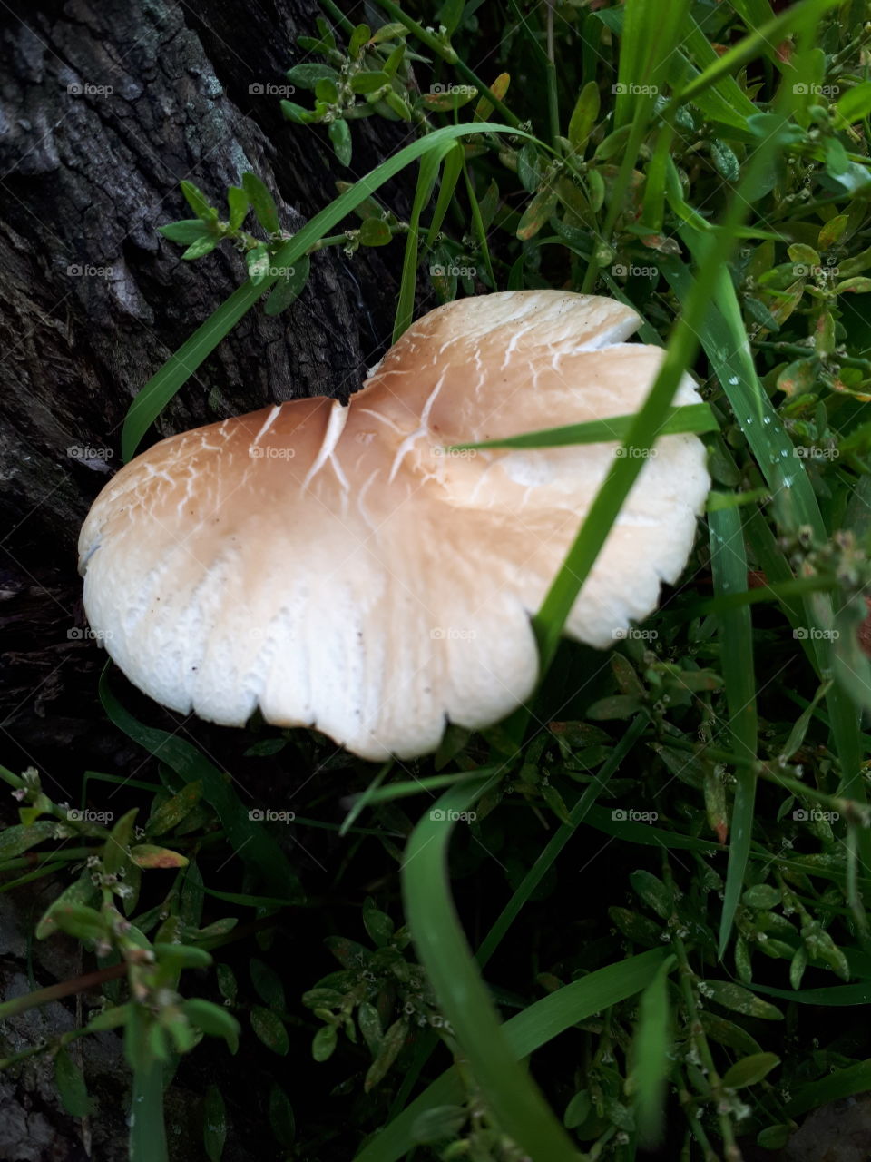 Tree Fungus