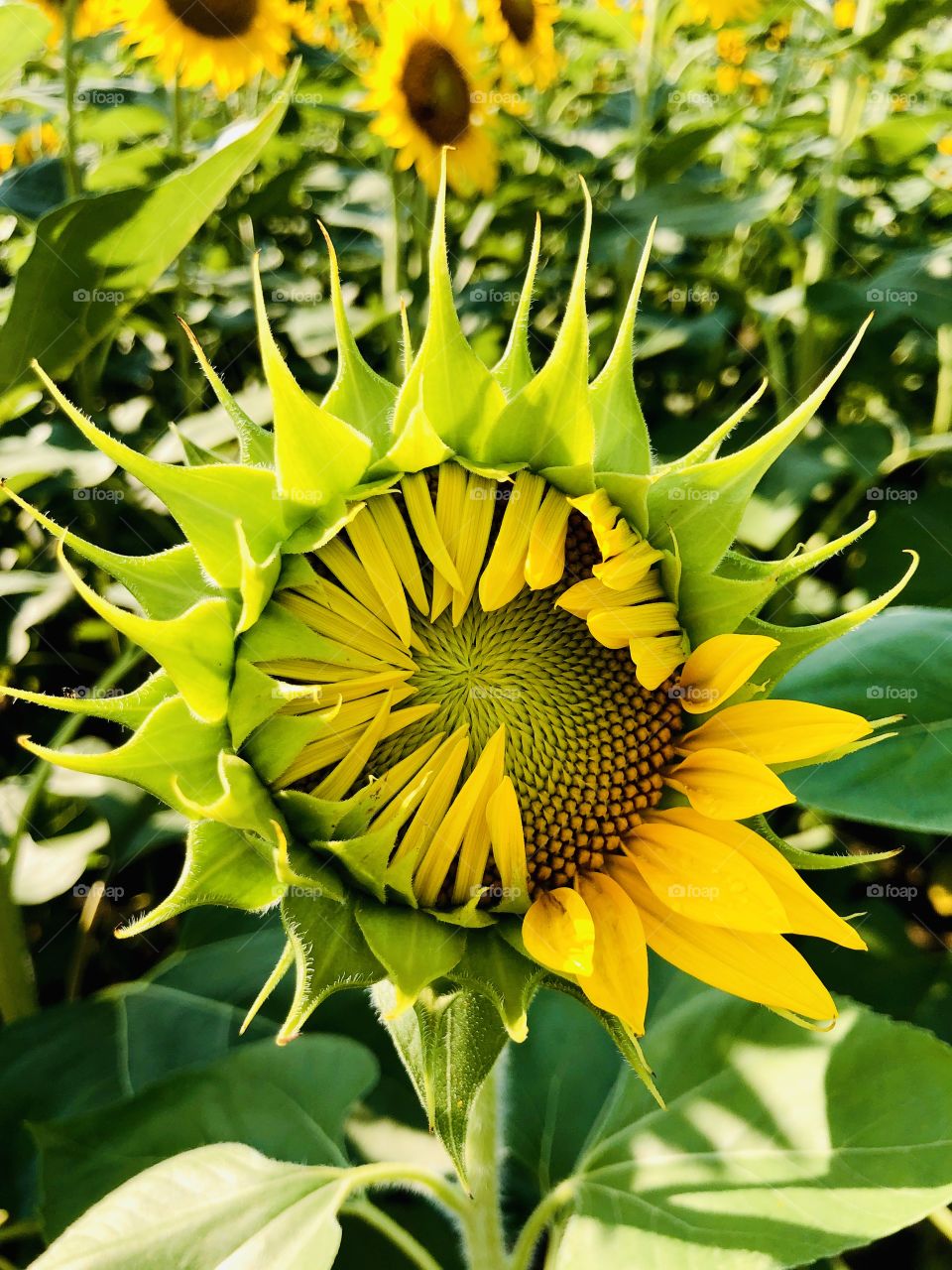 Partially open sunflower bloom on farm