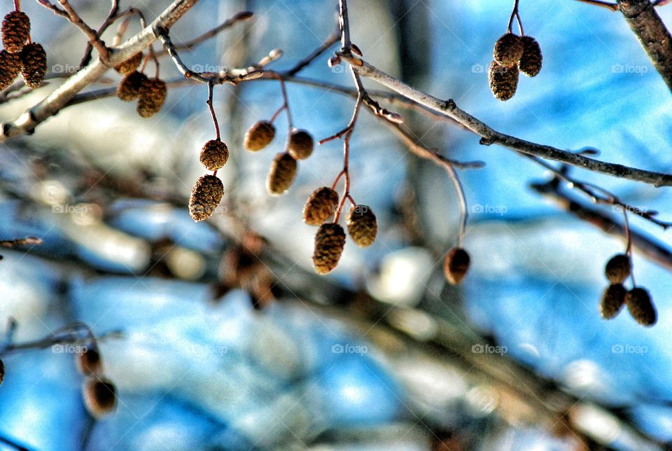 winter plant