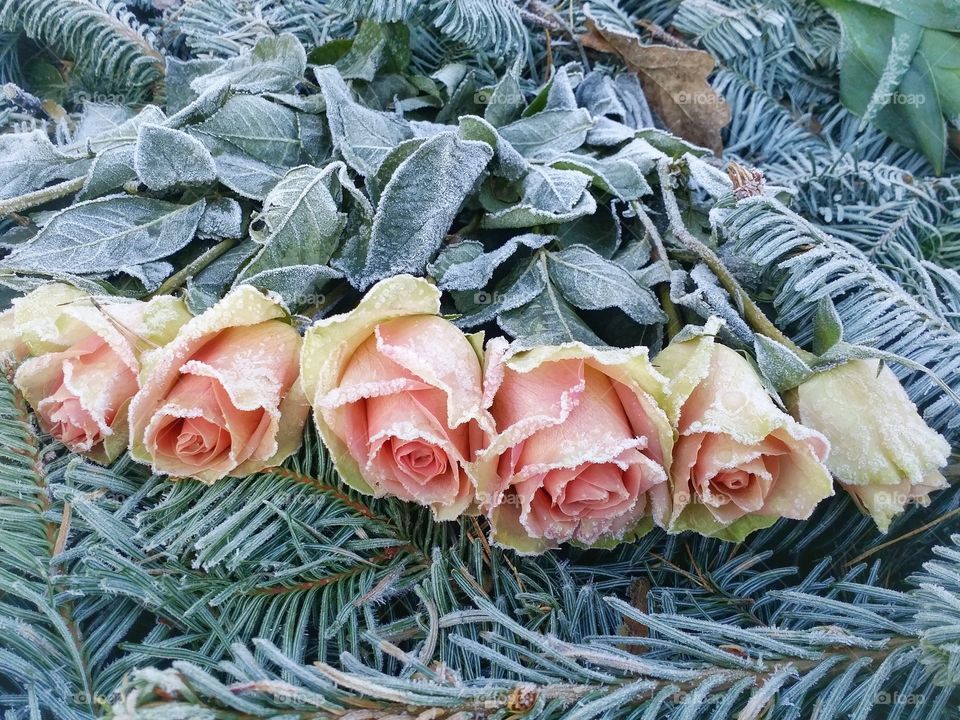Frosty roses
