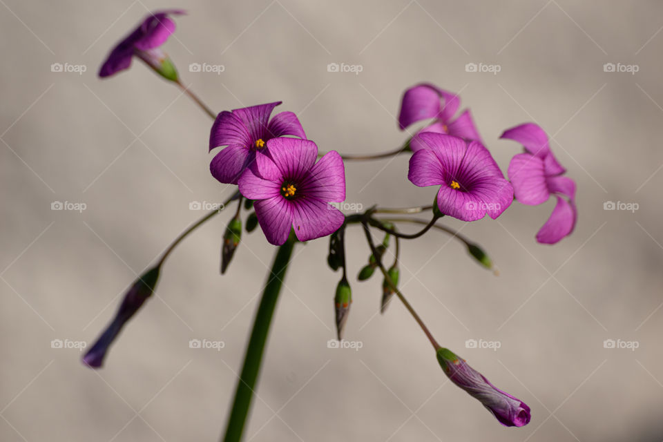 Wild flower/Flor silvestre.