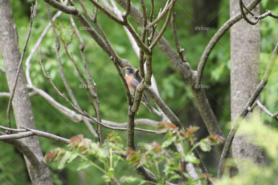 Mother Robin on the Watch