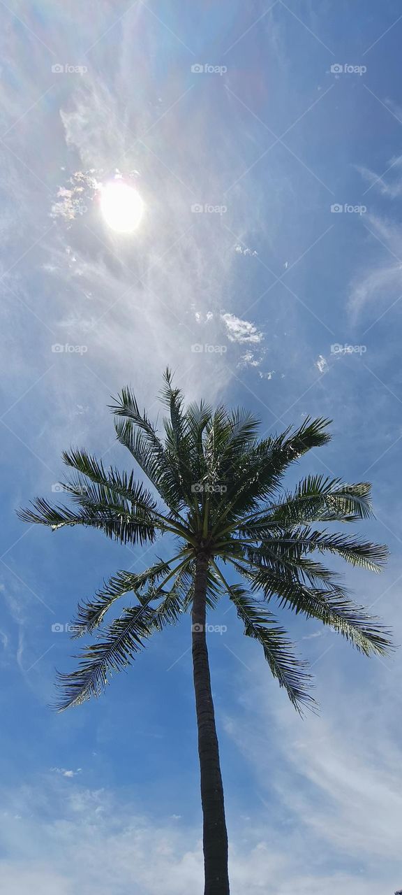 palm tree on the beach