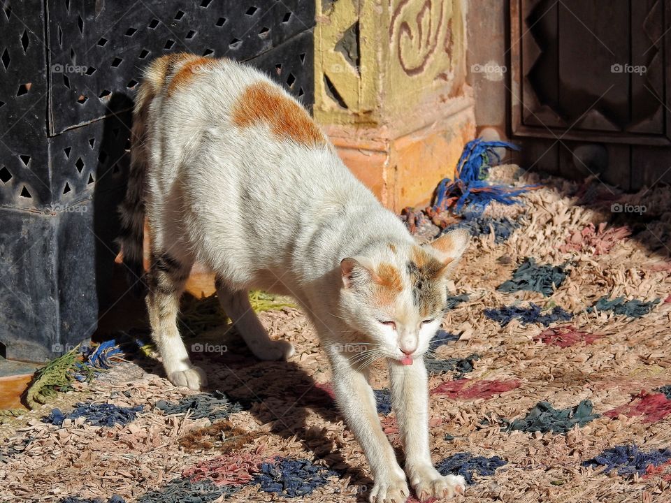 Spotty kitten on spotty carpet