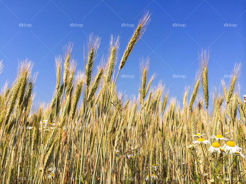 View of barley field