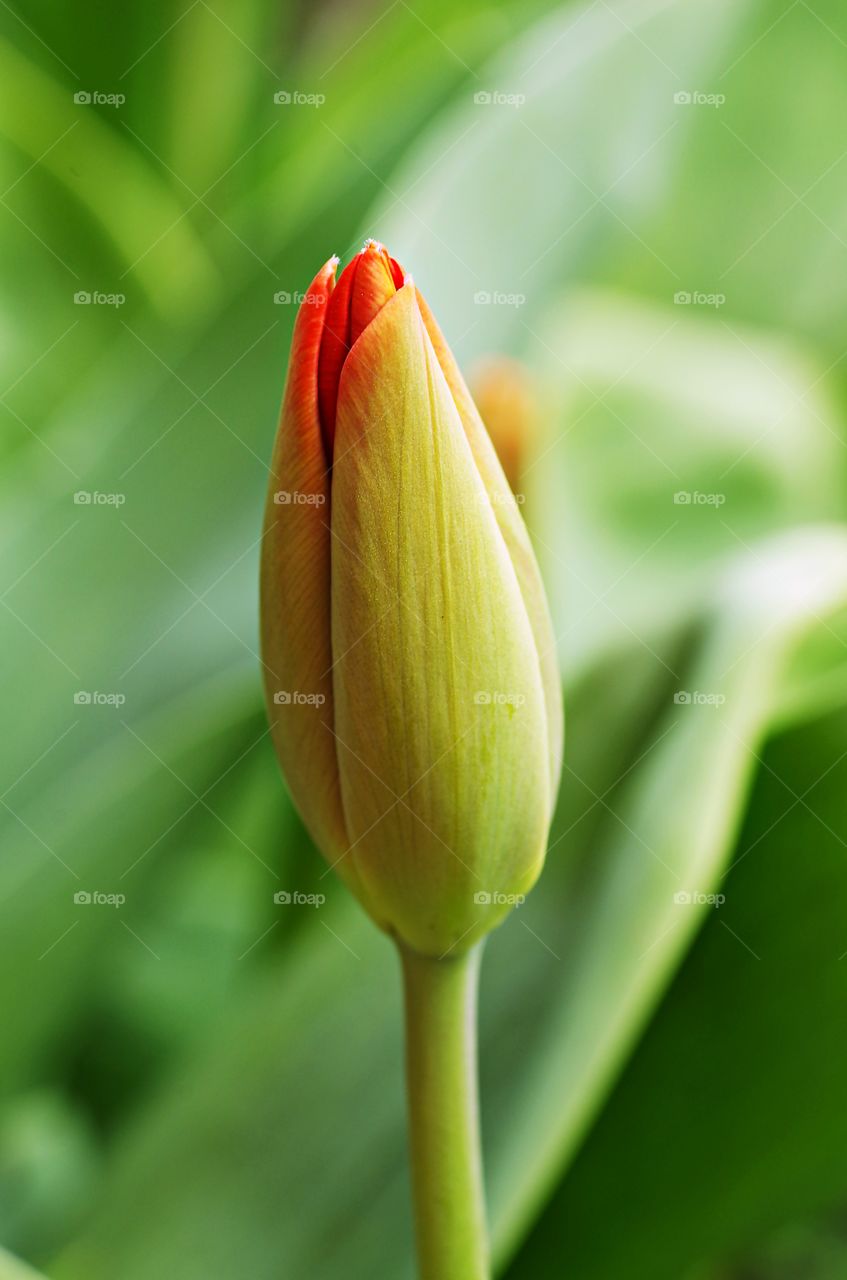 Tulip flower