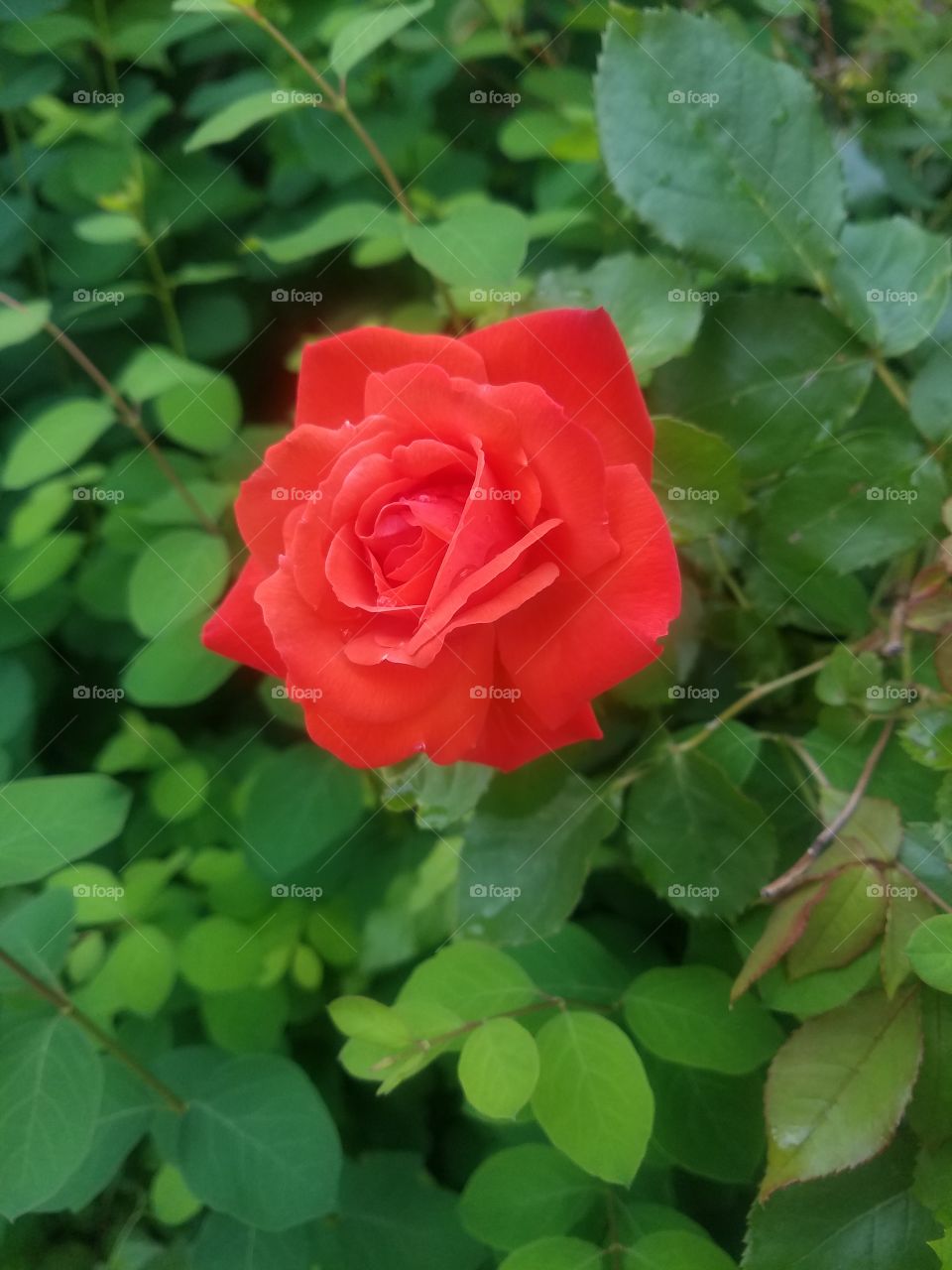 Rose rouge sous la pluie