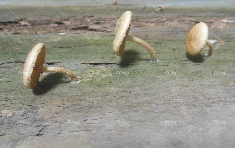 hongos