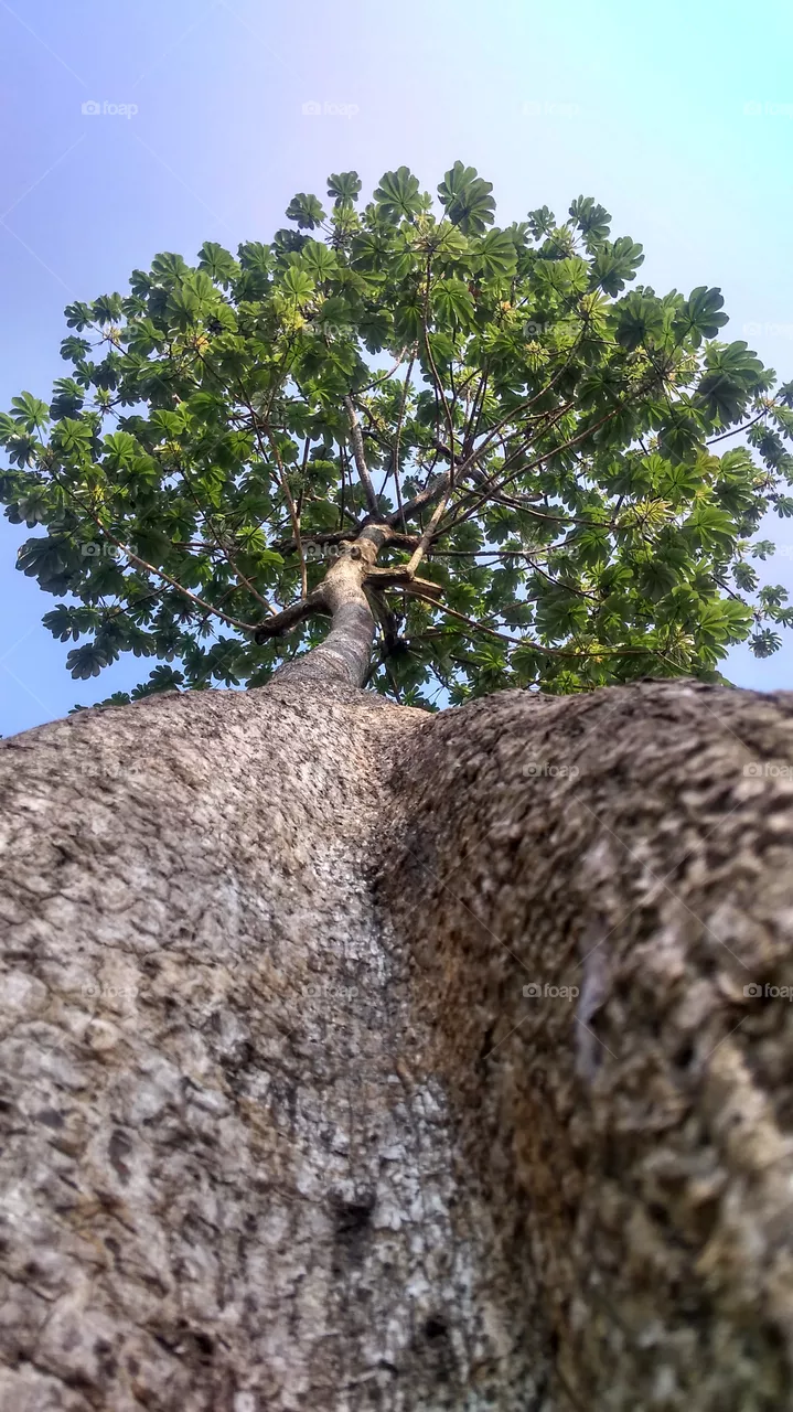 wild tree