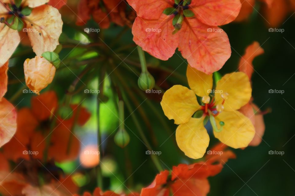 portrait of a flowers