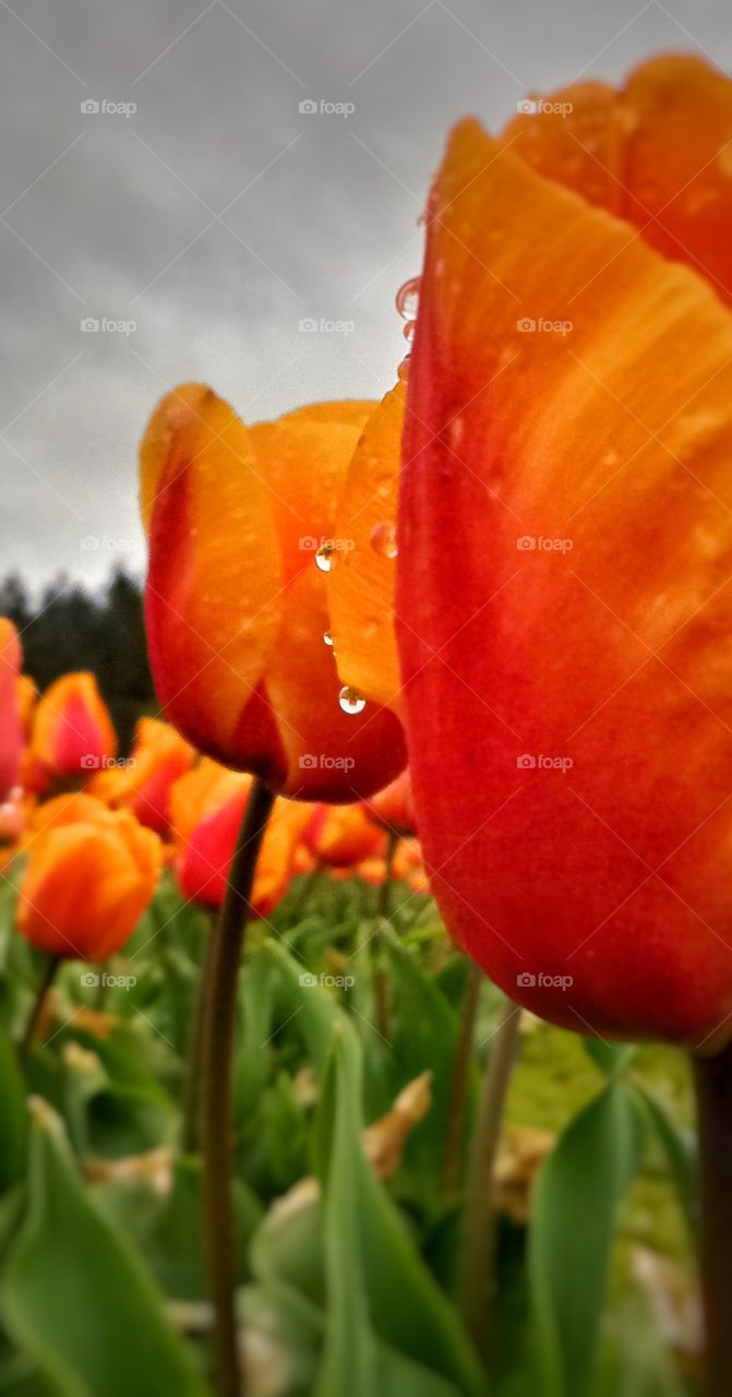 Anacortes Tulip