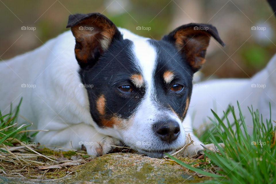 Dog resting outdoors