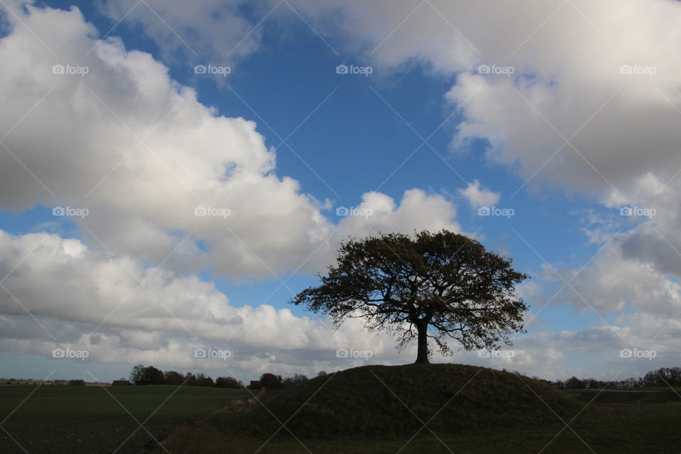 Lonely Tree