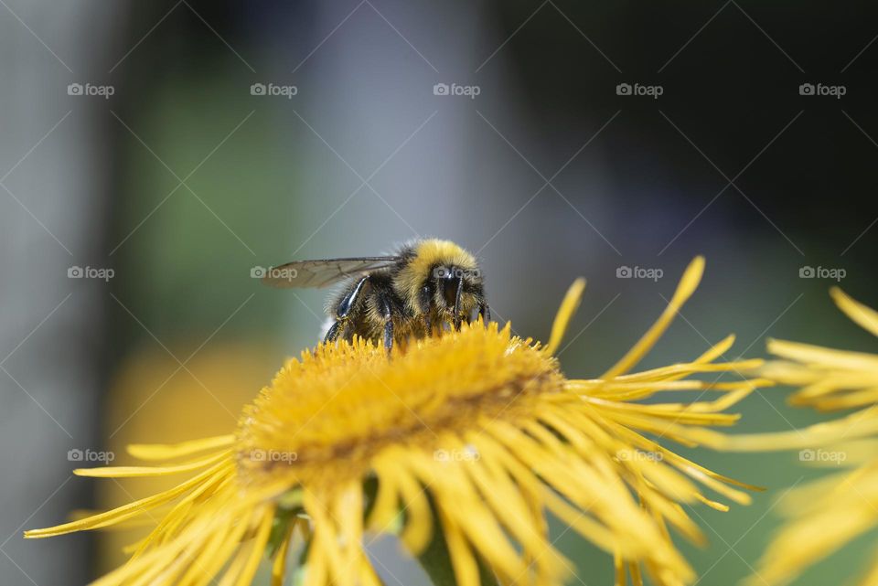 bee