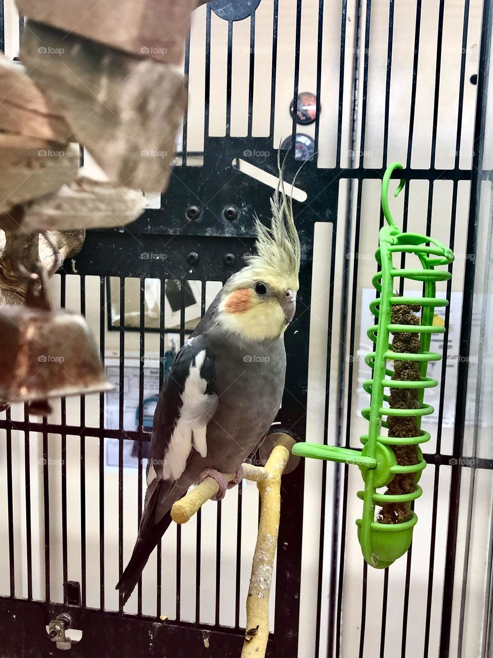 At the pet store - checking out the birds 