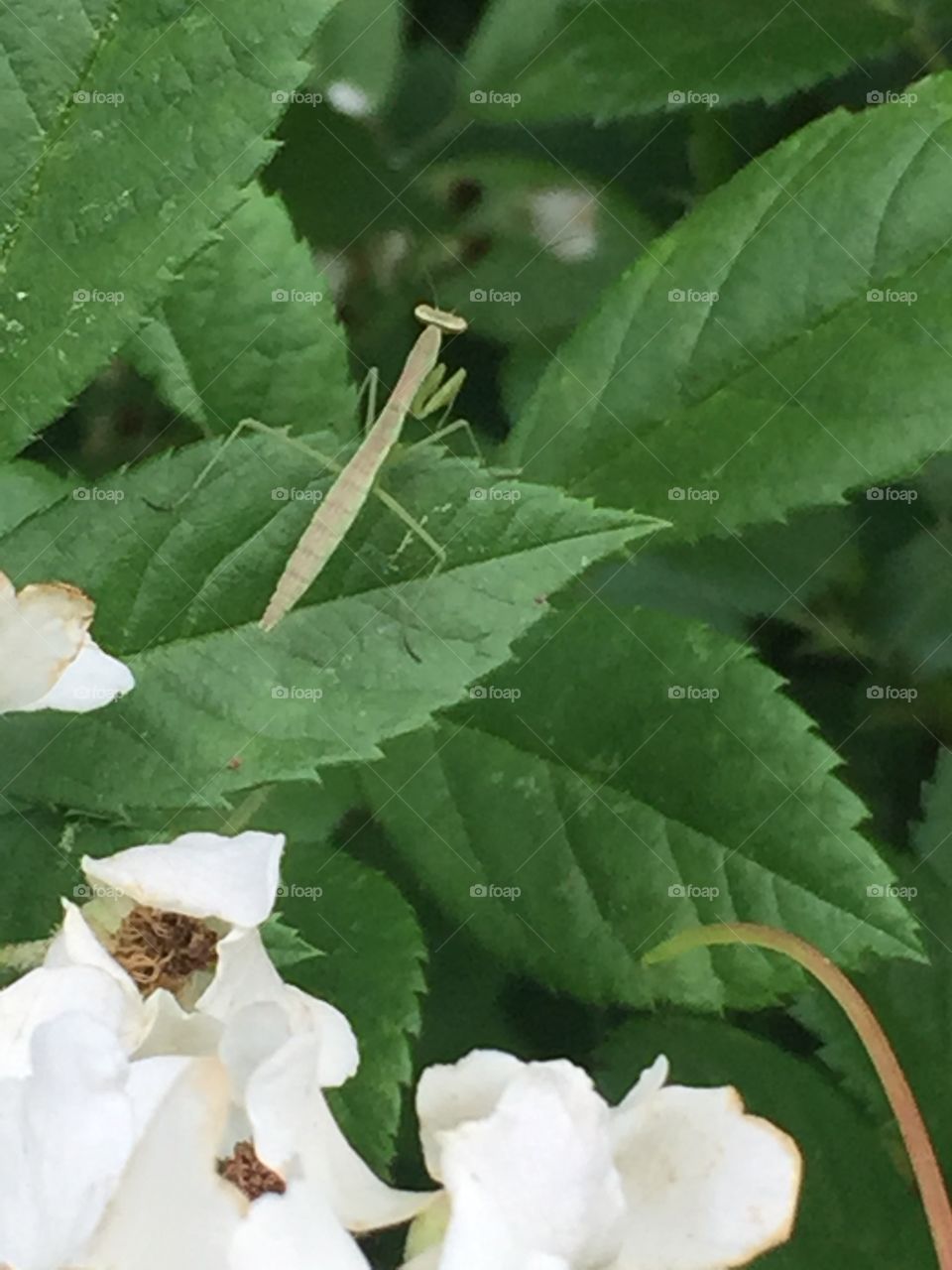 Praying mantis my kids named "John"... Yes it's a female 😏
