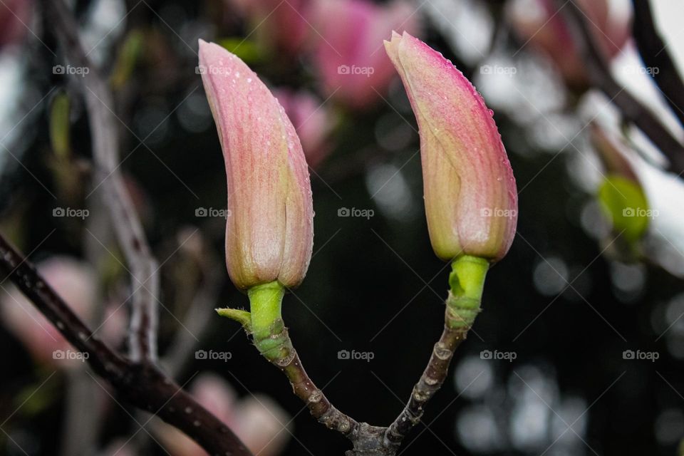 Magnolia buds