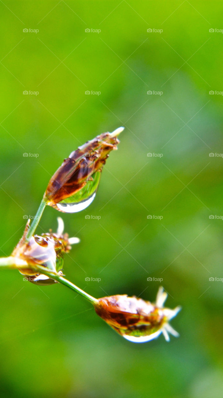 Grass Flowers Droplet