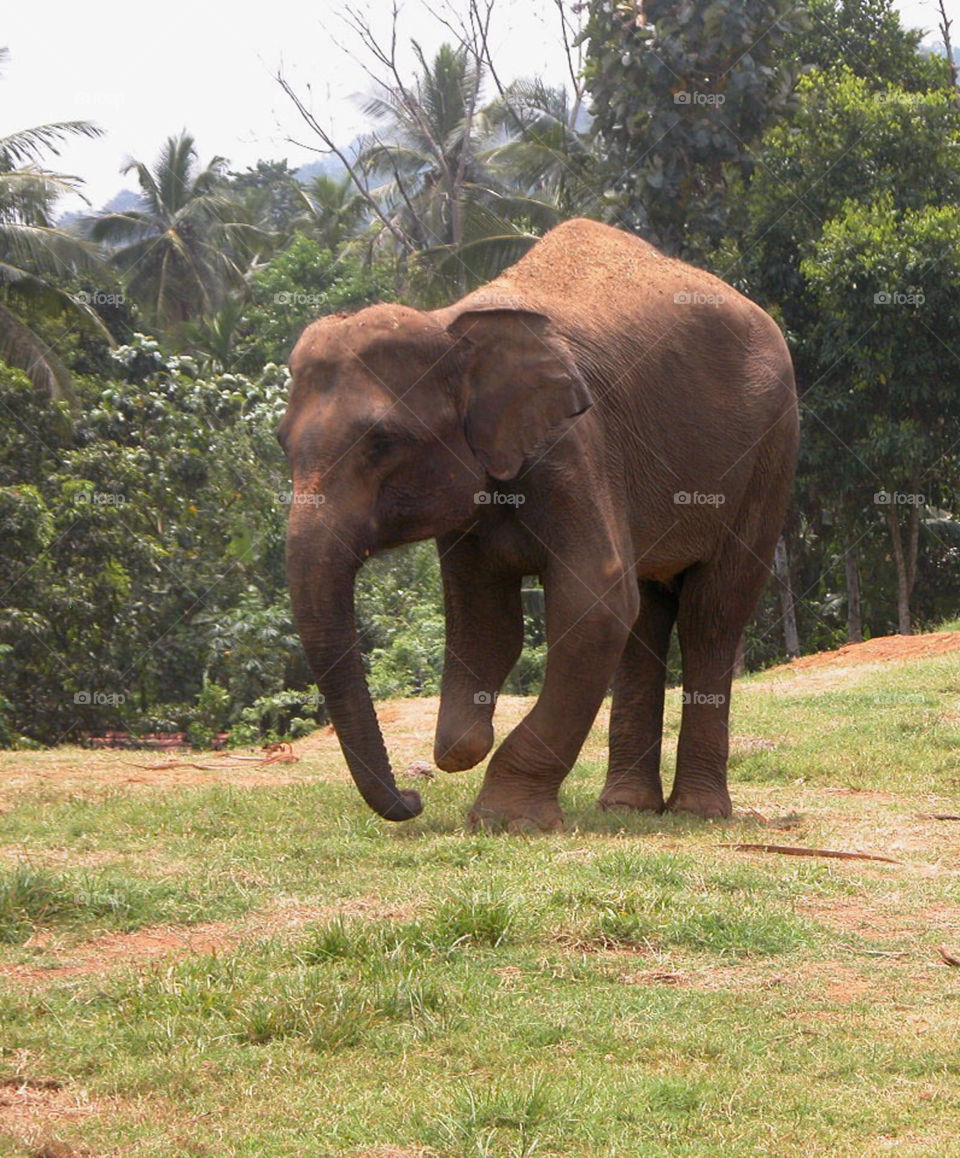 pinnawala sri lanka elephant orphanage injury by jpt4u