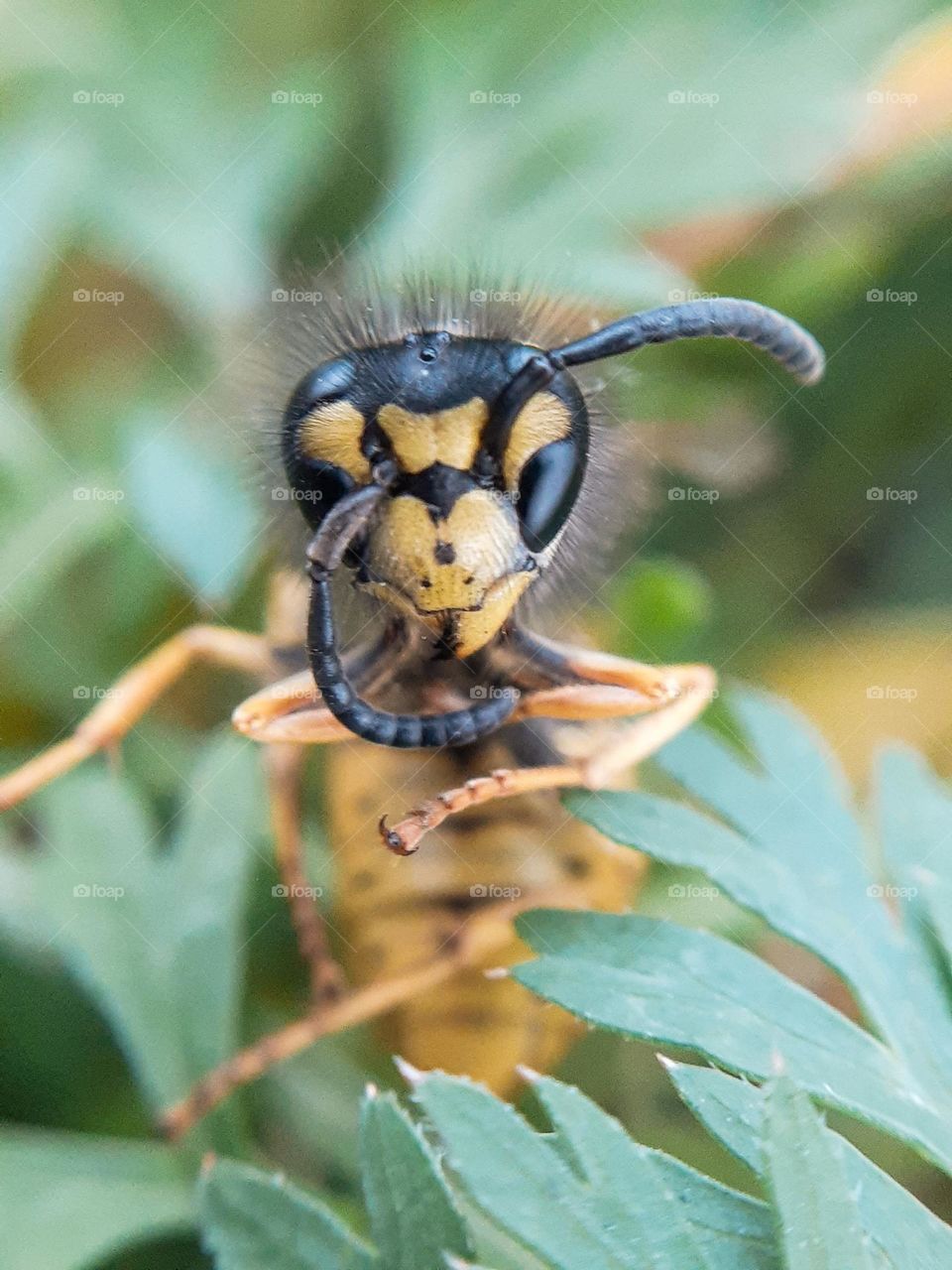 Ukrainian wasp before hibernation