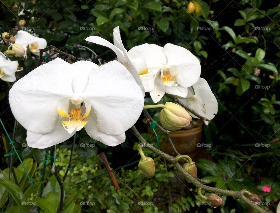 White Orchid