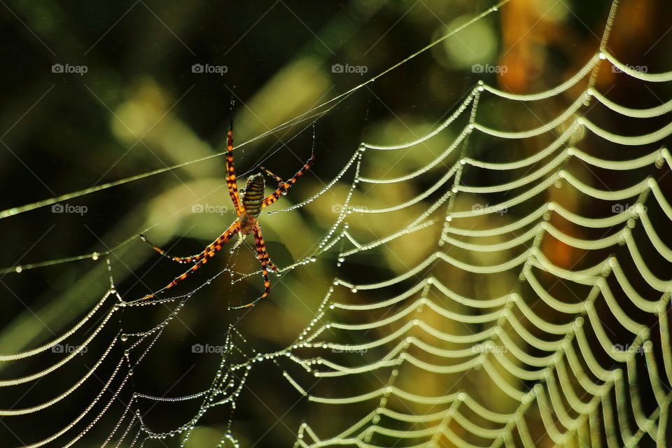 spider on his spiderweb