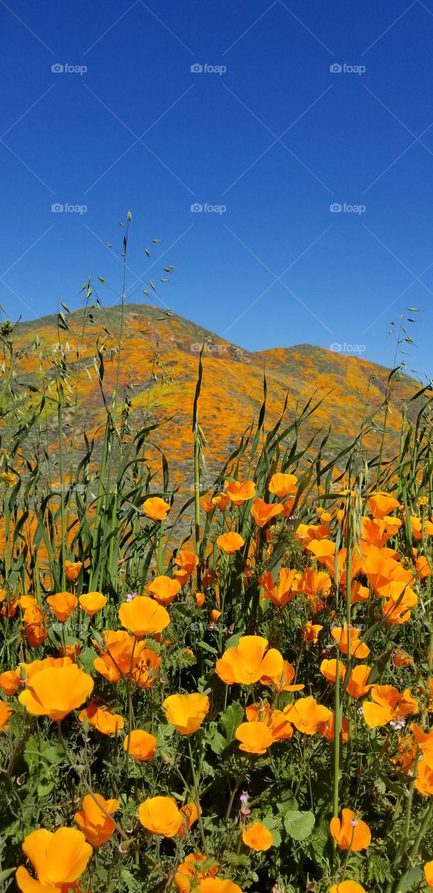 California Poppies
