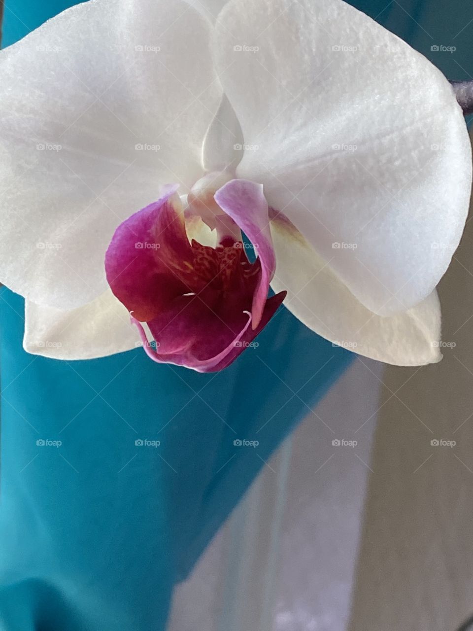 Orchid bloom 