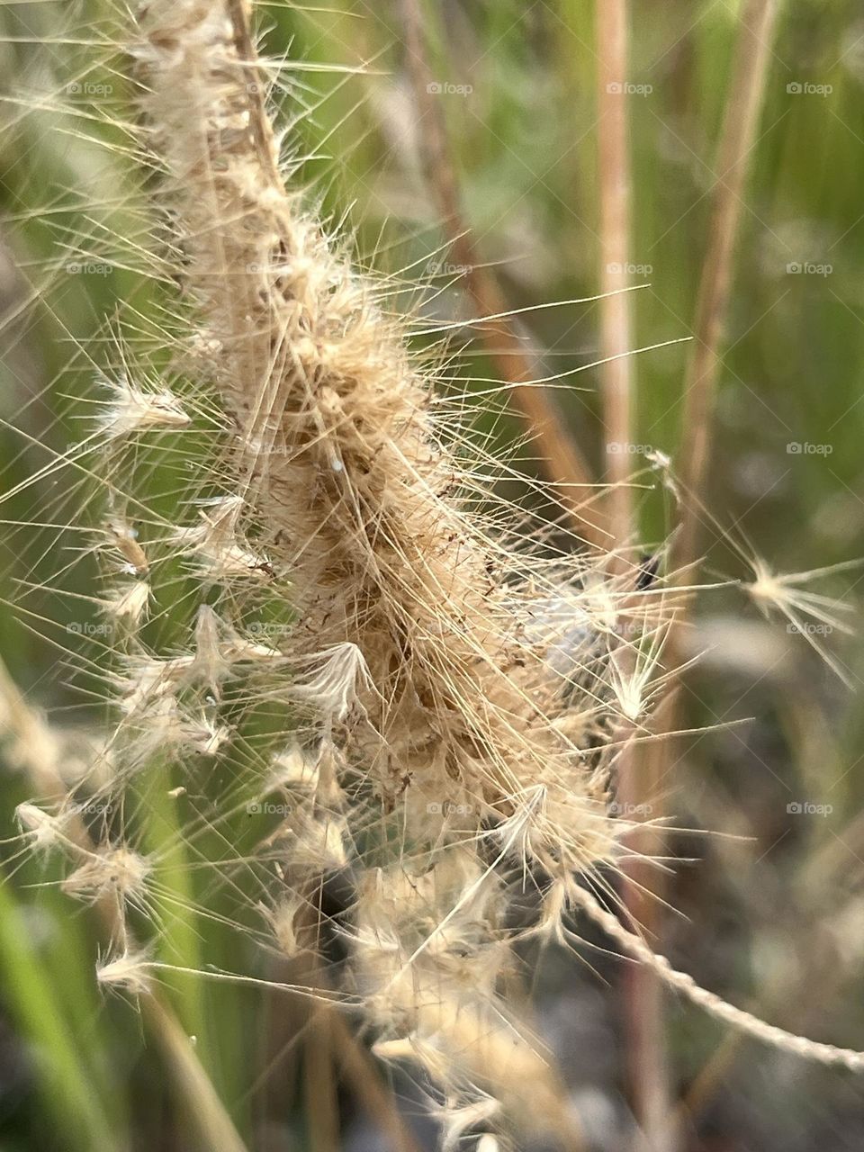 Plants around us, my garden @ Nakhonsawan Province.