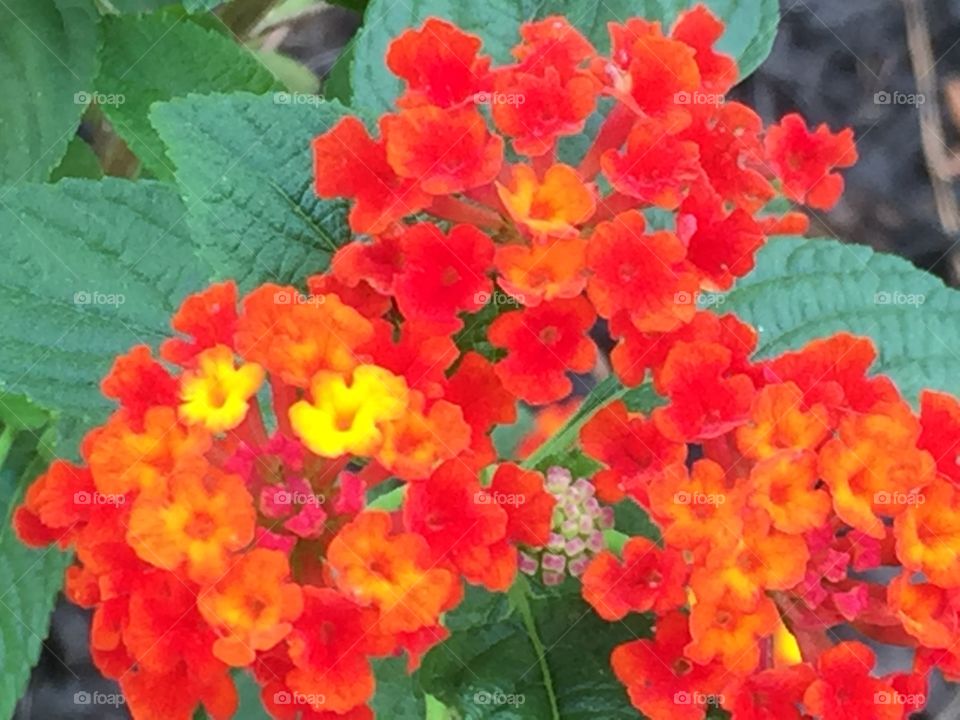 Lantana