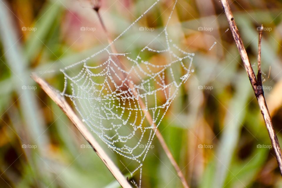 Dewy fall web