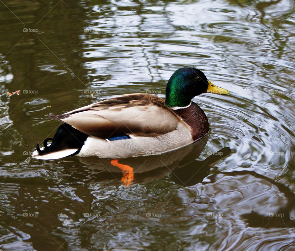 WATER DUCK