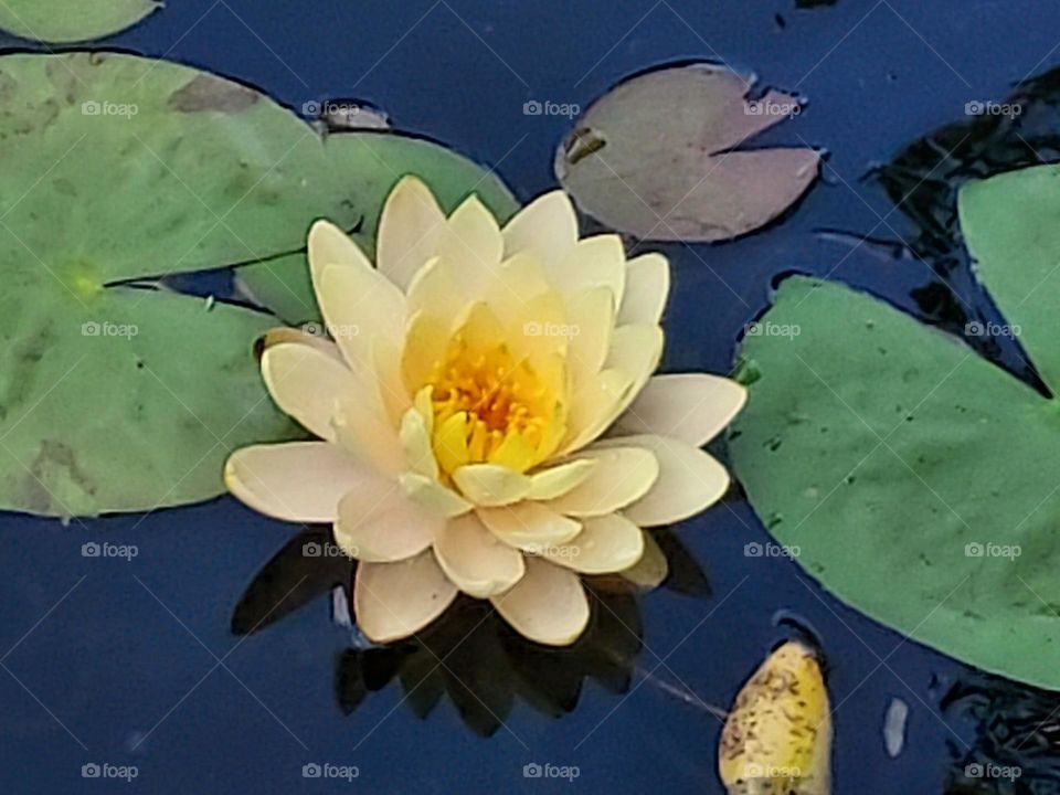Beautiful pale yellow water lily in fish pond