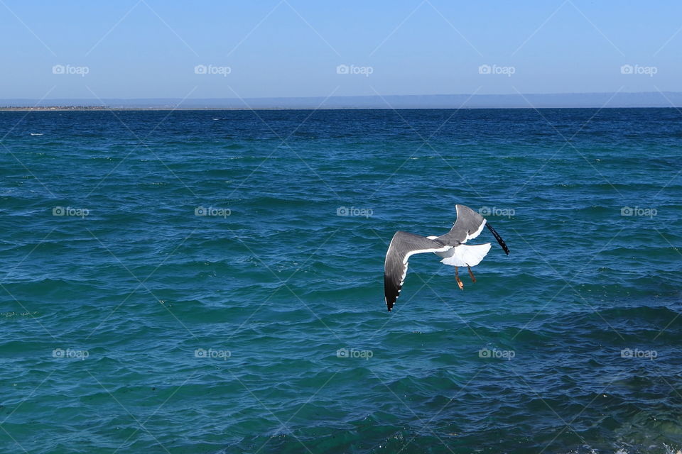 A flying seagull