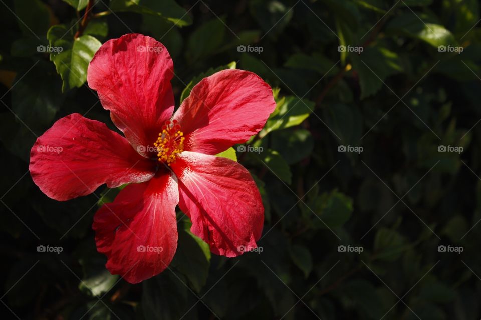 Spotlight on Hibiscus. Bermuda. Taken May 2014.