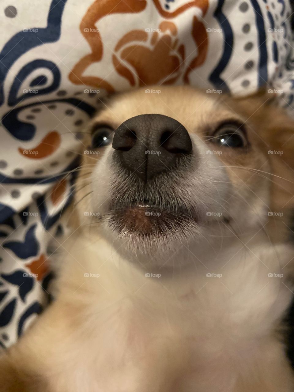 Longhair chihuahua close up of face 