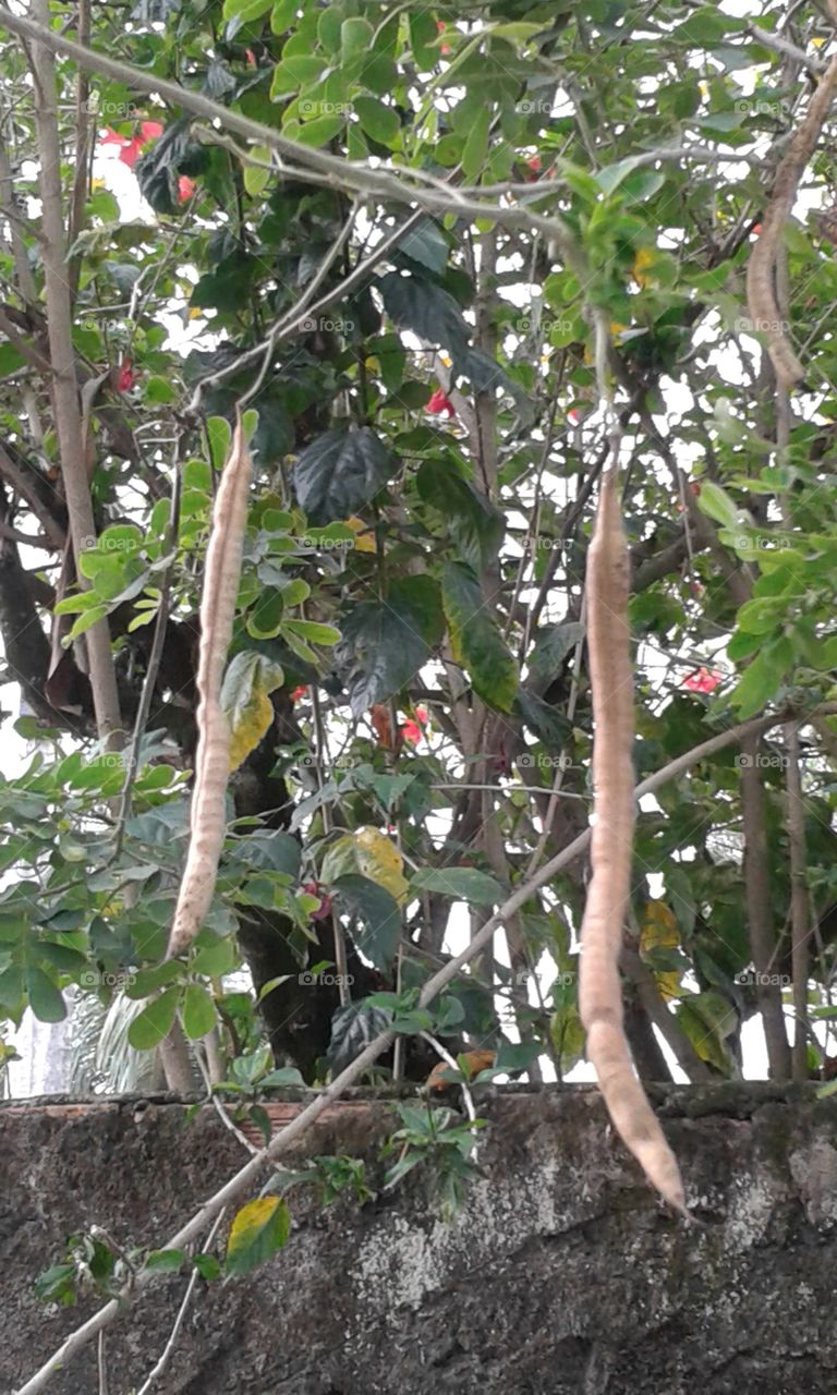 Tree, Leaf, Branch, Flora, Nature