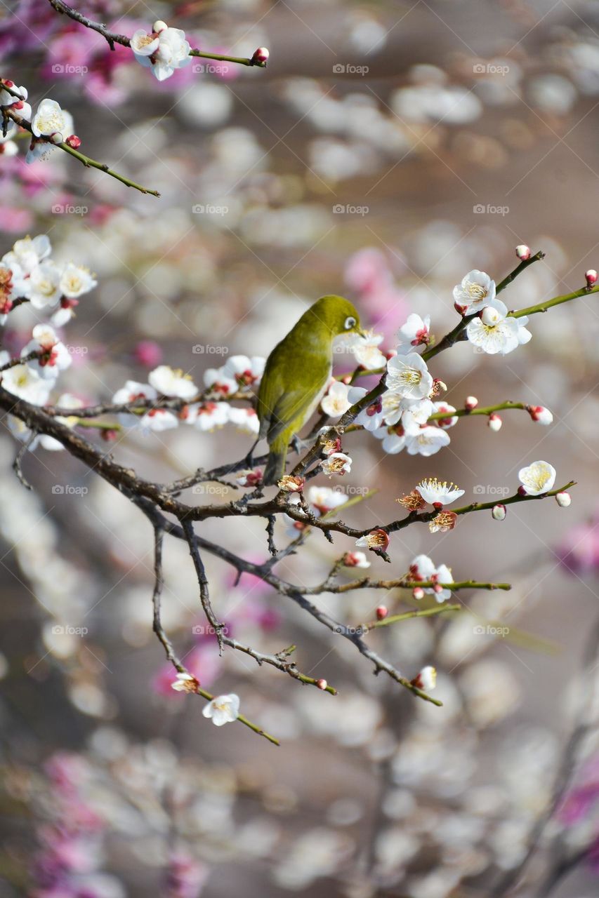 Bird on the plum tree 
