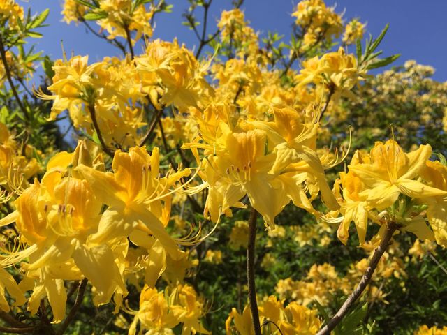 Close-up of yellow flower