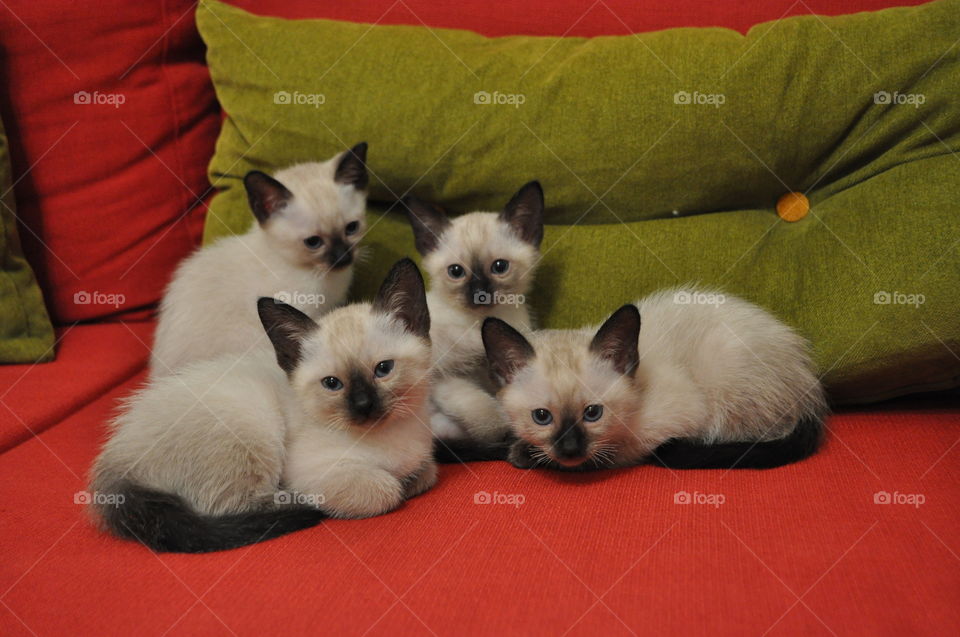 siamese family