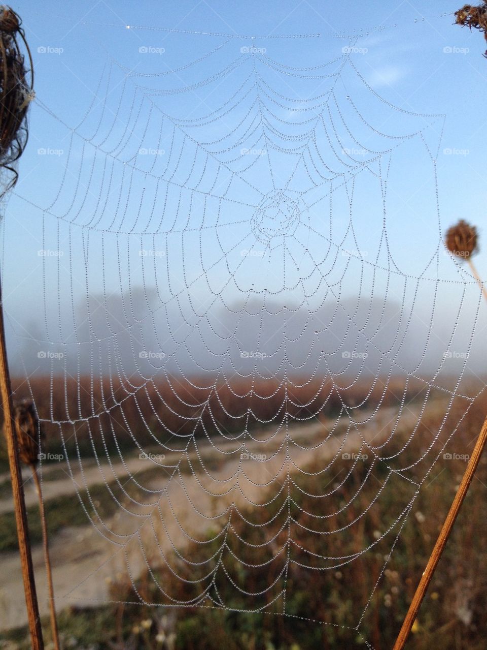 Road behind cobweb