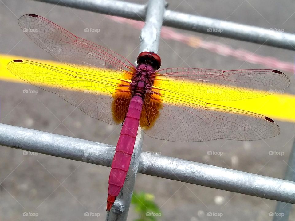 Red dragonfly.