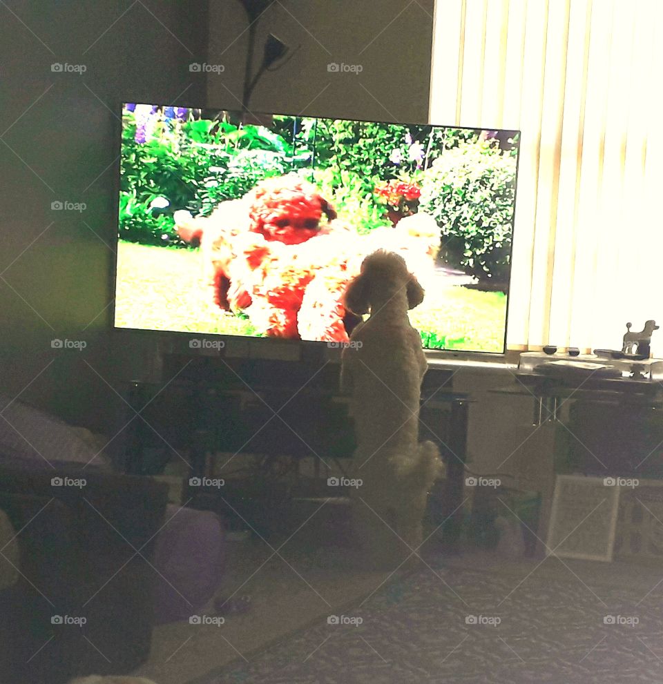 DOG WATCHING TV
