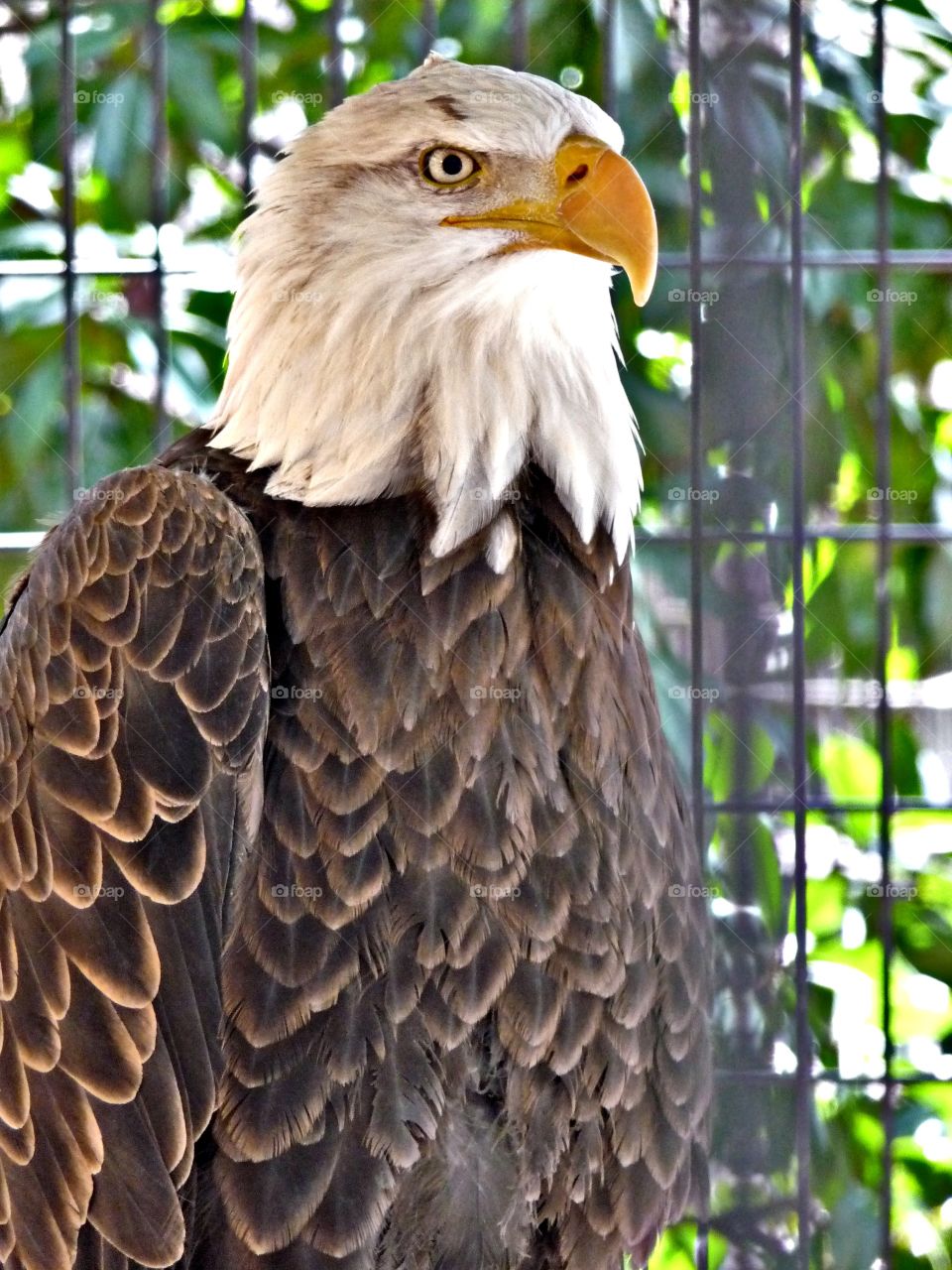 Georgia Eagle