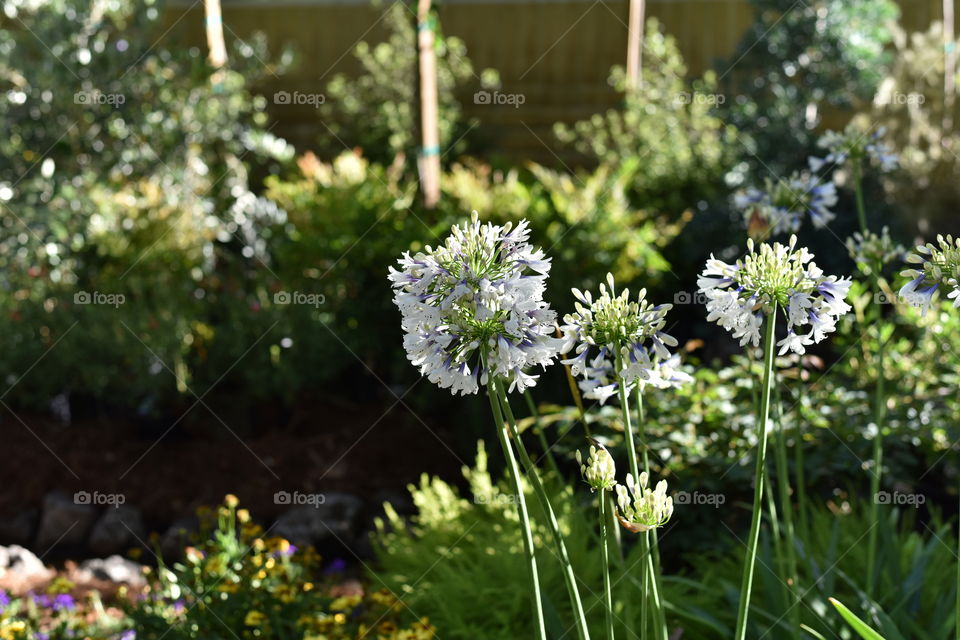 White flowers in a garden