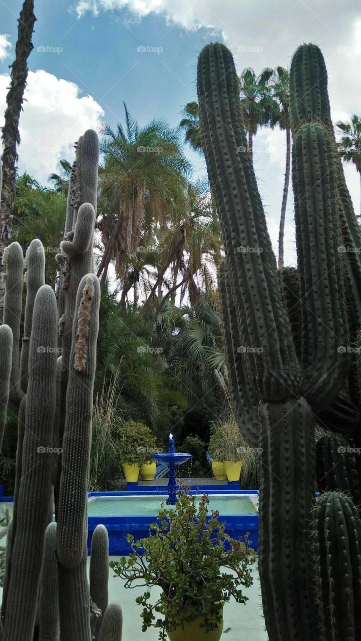 Beautiful and magic cactus plant in majorelle garden at marrakech city in Morocco.