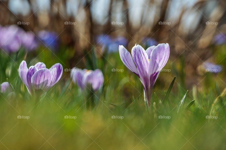 Crocus